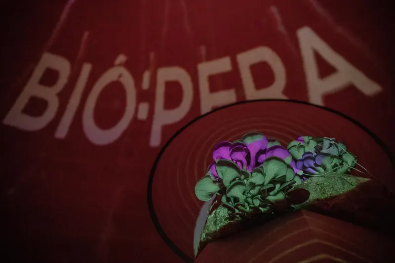 El cultivo de hongos teñido de magenta y verde, con el logotipo BIÓ:PERA proyectado en el domo del planetario