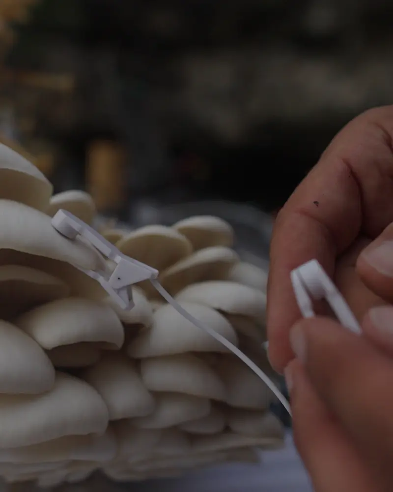 Unas manos prenden el clip de un electrodo a una gírgola blanca