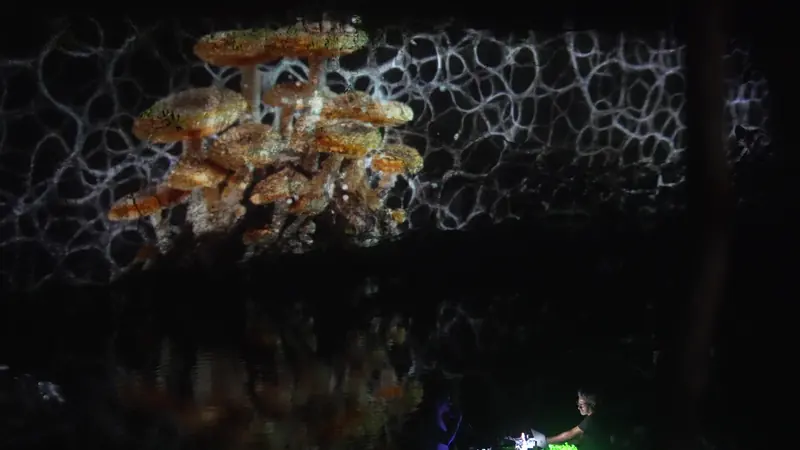 Proyección sobre la pared de piedra del Zenote de Tulum, reflejada en el agua